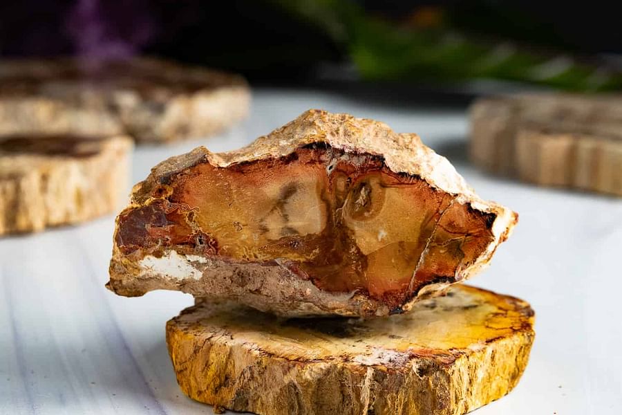 Petrified Wood crystal